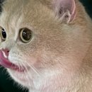 달래캐터리 이미지