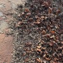 도대농장 | 도깨비 폭싹속았수다 촬영지 고창청보리밭 초겨울 가기좋은 여행지