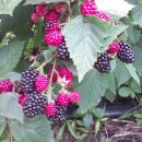 블랙베리 효능 이미지