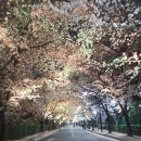 테마 애견 | 대구 벚꽃명소 추천 3곳 / 이월드 벚꽃 세천늪테마정원 벚꽃 드라이브 애견동반 후기