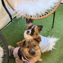 아름다운 산장 | 시흥애견카페 영화산장에서 뛰뛰 하고 옴!