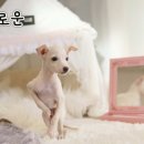 퍼피로운 이미지