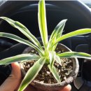 문장로-15 이미지