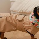 도그엔젤 이미지