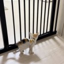 강아지랑 고양이 이미지