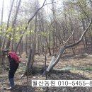 보령산양산삼 이미지