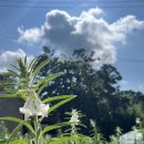 [동락점빵 이동장터 이야기] 8월 22일 운행기록 이미지