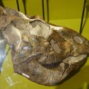 렙토 | 렙토케라톱스(leptoceratops)