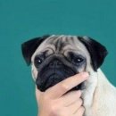 김형제 고기의철학 이미지