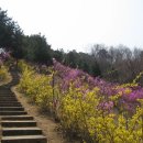 지양산 ~~~원미산 진달래 축제 갑니다 (2011.4.20일 수요일) 이미지
