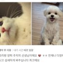 오거리동물병원 | (한남오거리 동물병원) 한남심장내과동물병원 소중한리뷰 #70