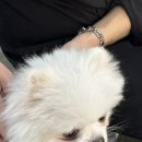 더왈츠앤조이피아 이미지