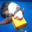 거북축산 이미지