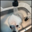 코코애견샵 | 털부터 피부까지 완벽 케어 성정두정애견미용 전문샵 후기