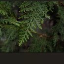 한국목재 이미지