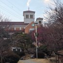 세븐일레븐순천왕지지구점 | 순천 복음교회 홍매화 개화상황, 지금 가면 얼마나 폈을까?