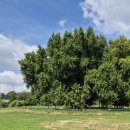 원주굽이길 18코스 반계리은행나무길 이미지