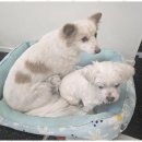 한강펫케어센터 | 양천구노령견케어 믿고 맡길 수 있는 최고의 펫 케어 센터 후기