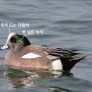 홍 이미지