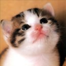 우동은 귀여운 아기 고양이같다. 이미지