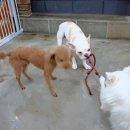 지지밍고 이미지