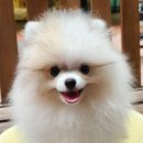 청주강아지분양 애견입양 애견미용 바른펫 이미지