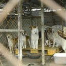 개랑, 마리 이미지