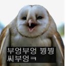 부엉