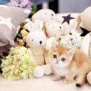 베이비독 | 송파 잠실고양이분양 생각 중이라면?