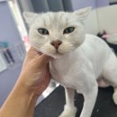 아꼬운몽 이미지