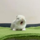 토끼토끼 이미지