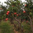 정렬농장 이미지