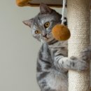 행복한 고양이 이미지
