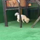 멍타벅스 광주 애견유치원 & 무인 애견카페 | [광주_운암동]애견카페,멍타벅스