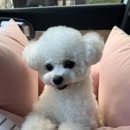 코코멍냥 이미지