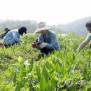 웰빙산약초공동체 이미지