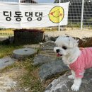 딩동댕댕 | 전주 근교 애견카페 완주 딩동댕댕 카페 방문했어요