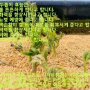 거창왕겨