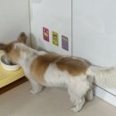 오도도그 | 미용 🐾 섬세한 터치로 강아지도 만족하고 인간도 만족한 후기 / 펄세이 도그 그루밍 강남삼성동 본점
