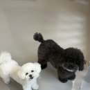 멍발소 하우스 이미지