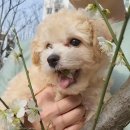 아기강아지 이미지