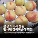 감곡시장 | 내돈내산 감곡복숭아 햇사레복숭아 추천 모이세농원 복숭아직판장 가격 보관방법