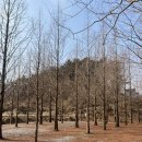 더힐링식물원야영장 이미지