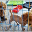 애플이푸들 애견샵 오픈기념 특별할인 이미지