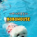 보보애견풀빌라 이미지