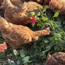 대섬알이랑 이미지