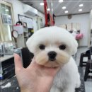 멍케어존 이미지