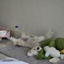 블루베리관광농원 베리굿 오토캠핑장 | 전남 전북 애견 동반 캠핑장 8곳 리뷰