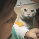 츄르한입 이미지