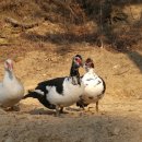 동녁골농장 이미지